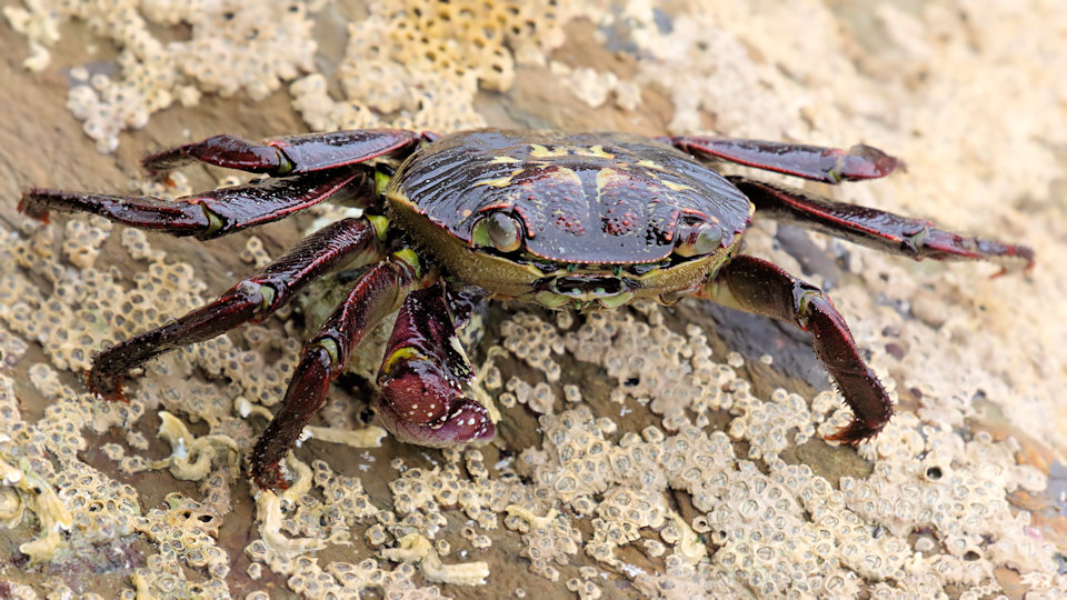 Purple Rock Crab (Leptograpsus variegatus)